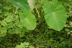 Colocasia esculenta